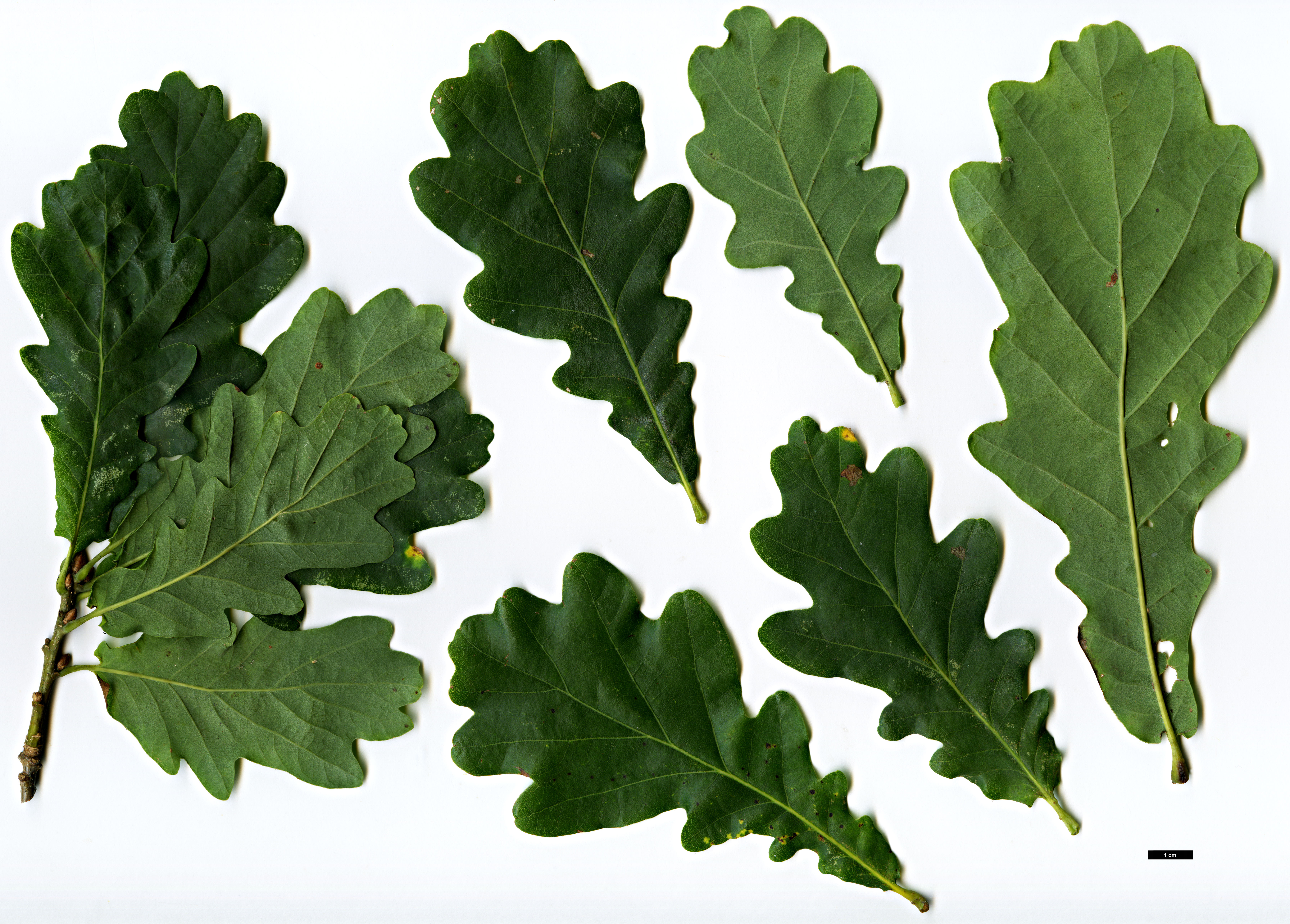 High resolution image: Family: Fagaceae - Genus: Quercus - Taxon: robur - SpeciesSub: Fastigiata Group 'Totem'